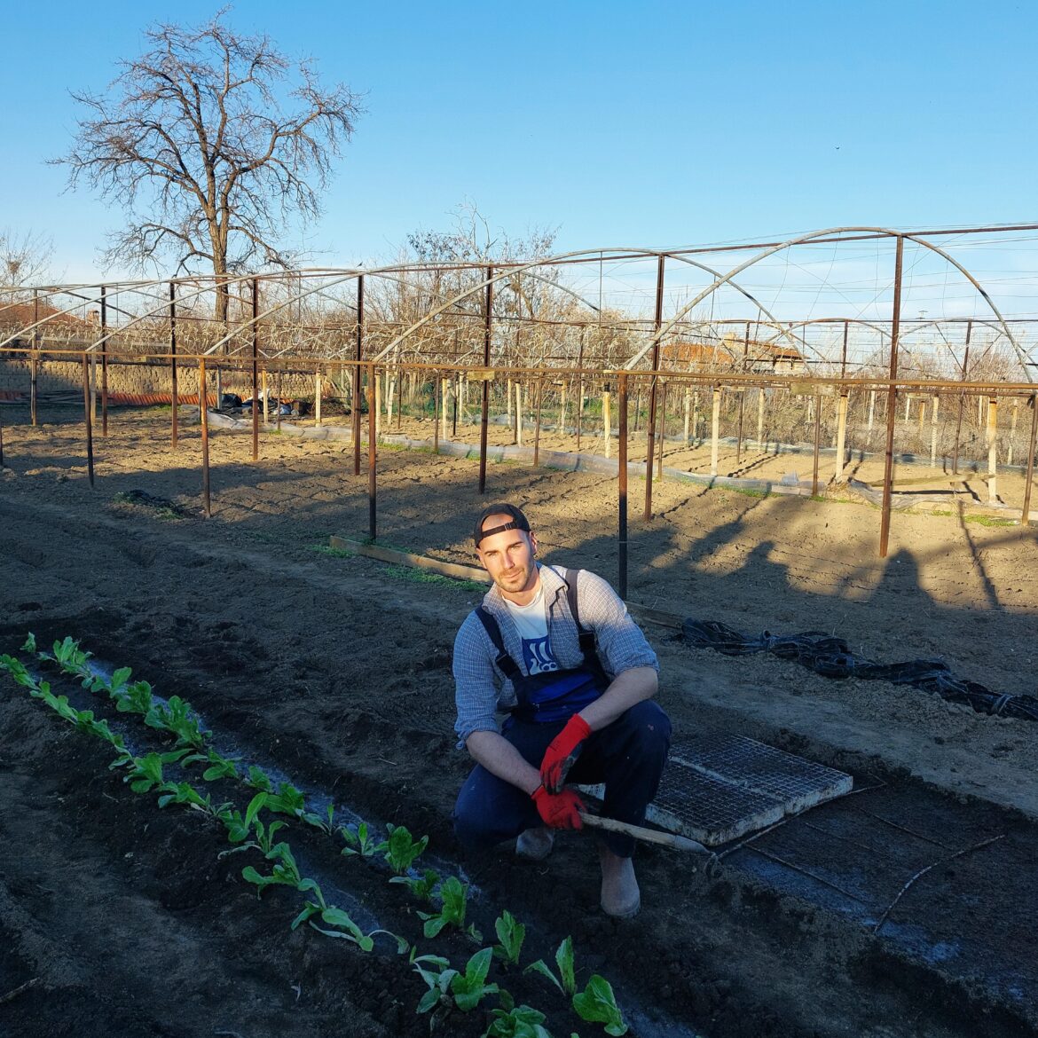 My neighbour gave me some lettuce seedlings today...