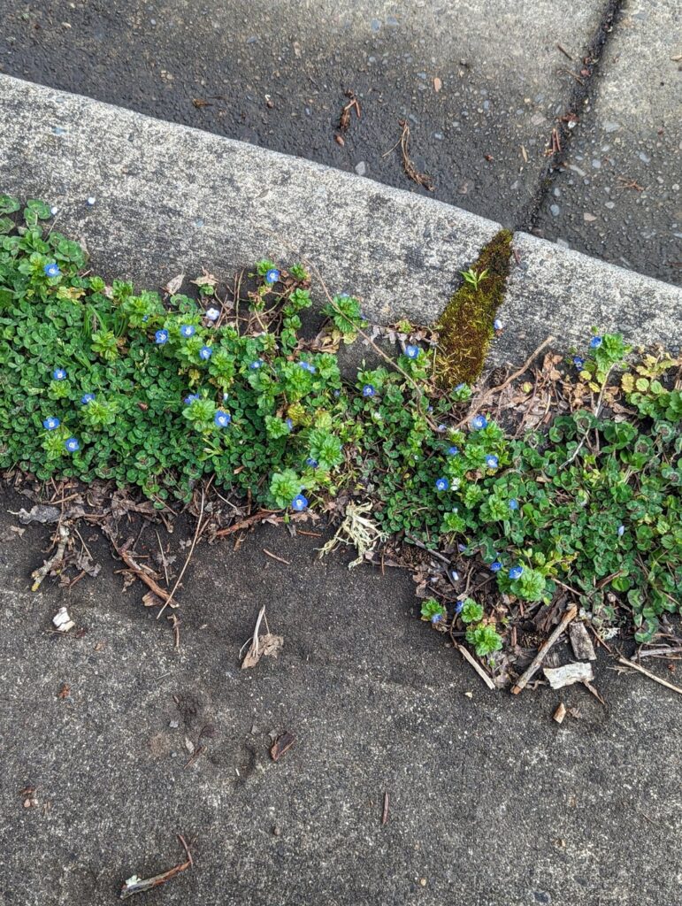 Oregon USA found in a crack by the road and creek