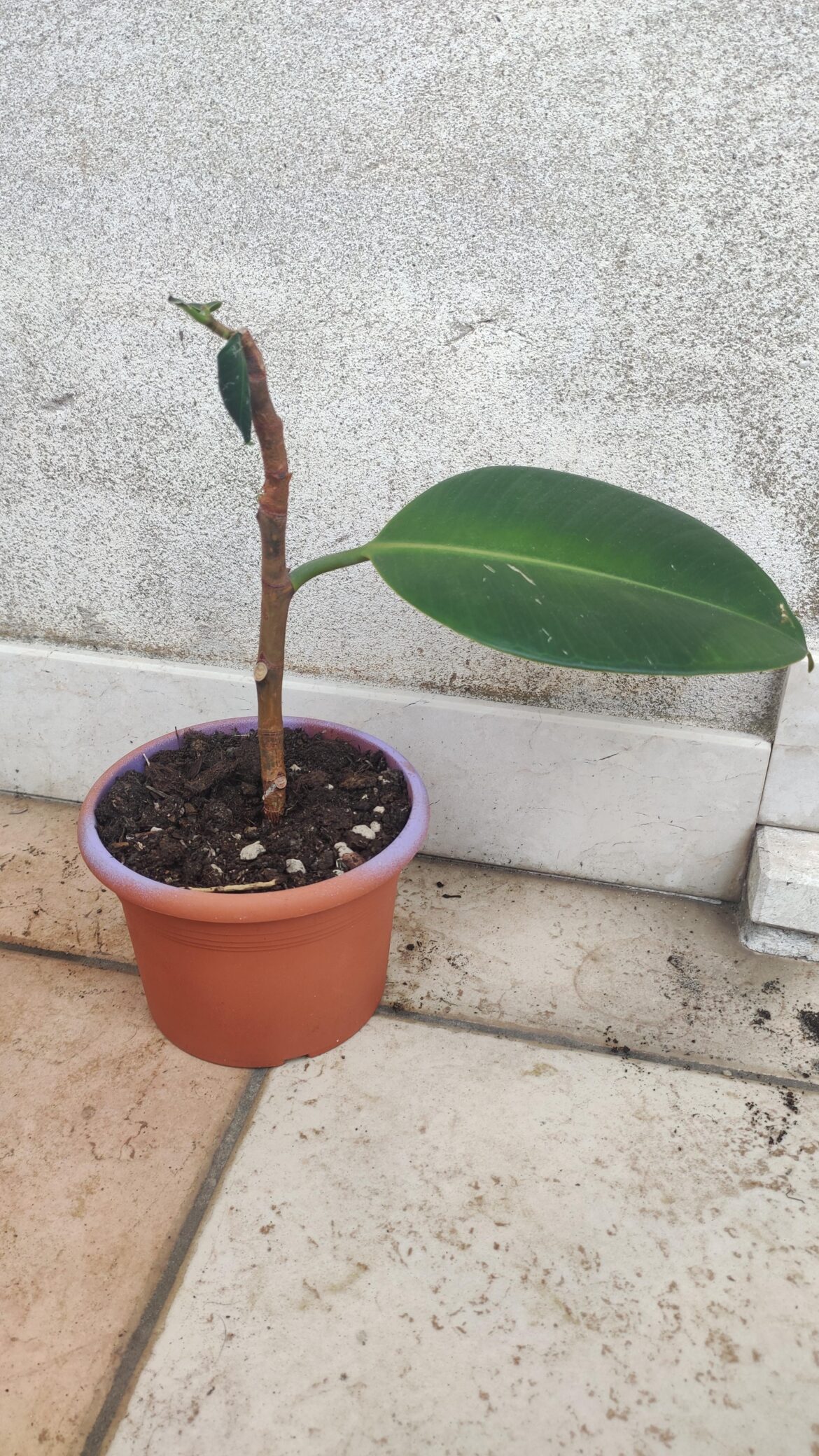 Recently put this cutting in the pot and see what happens. Should I cut out the big leaf?
