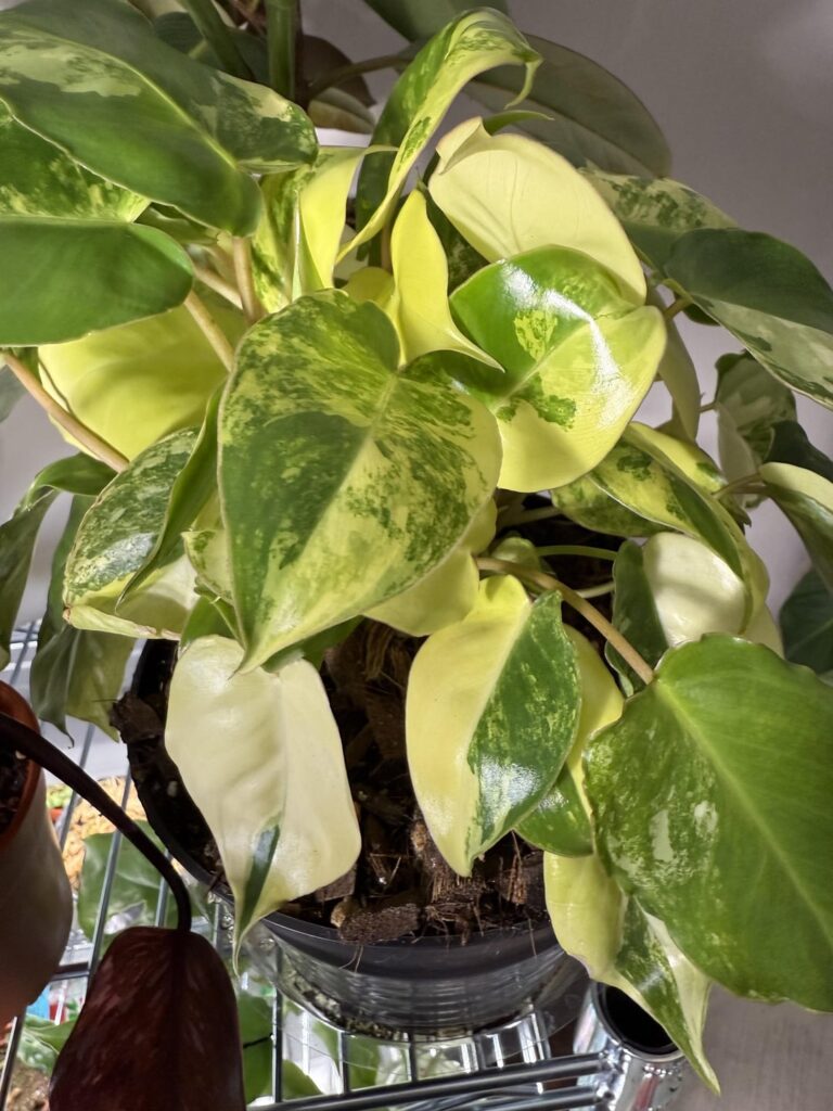 Bought labeled as Burle Marx. I’m new plant addict and am unsure. Bought labeled as Burle Marx. I’m new plant addict and am unsure.