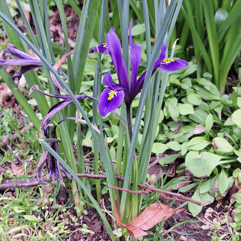 What's this lovely flower that blooms every spring next to some daffodils? (UK)