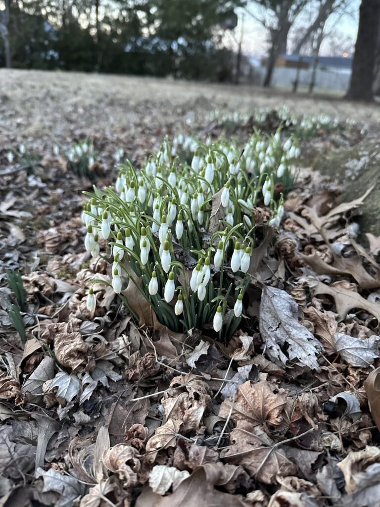 White plant with upside down flower [Northern Indiana]