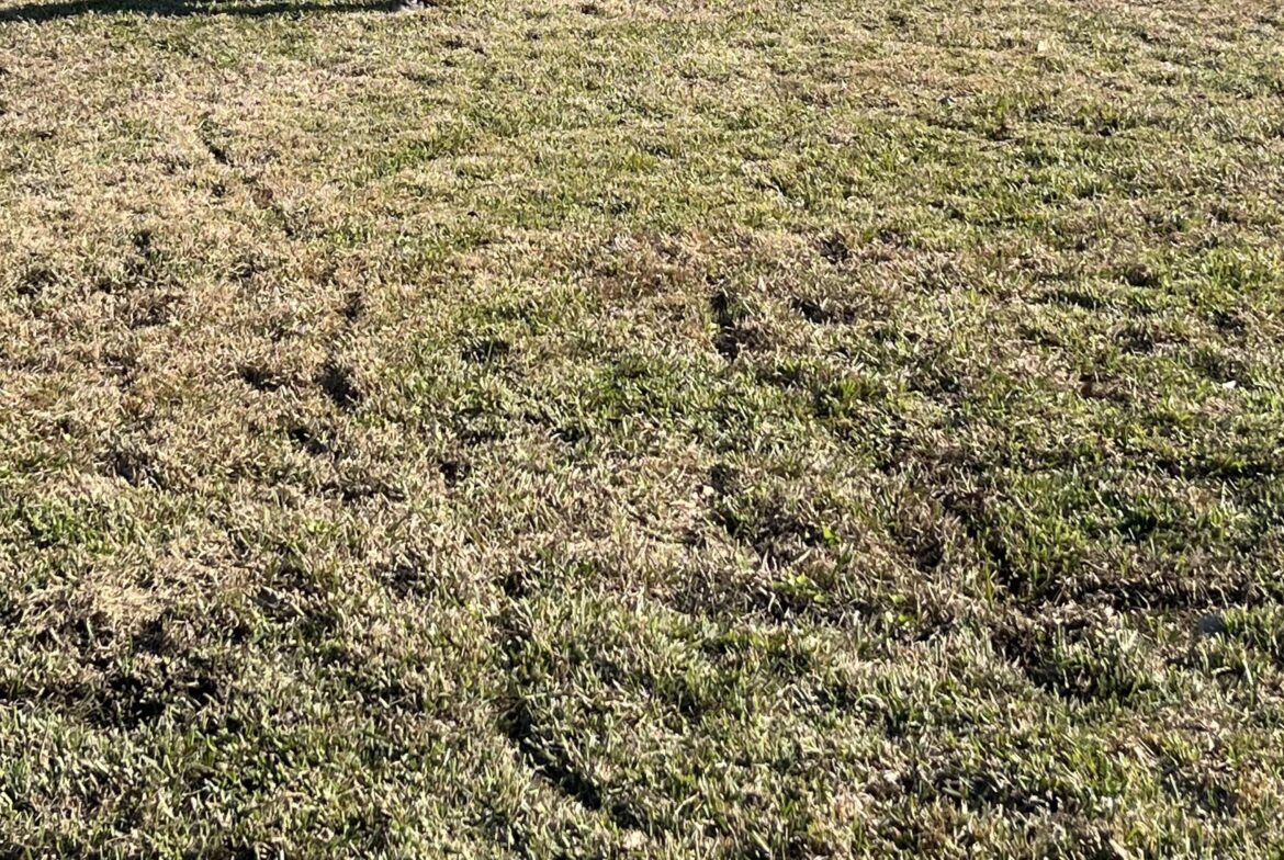 I need help with a yard that never dries I need help with a yard that never dries