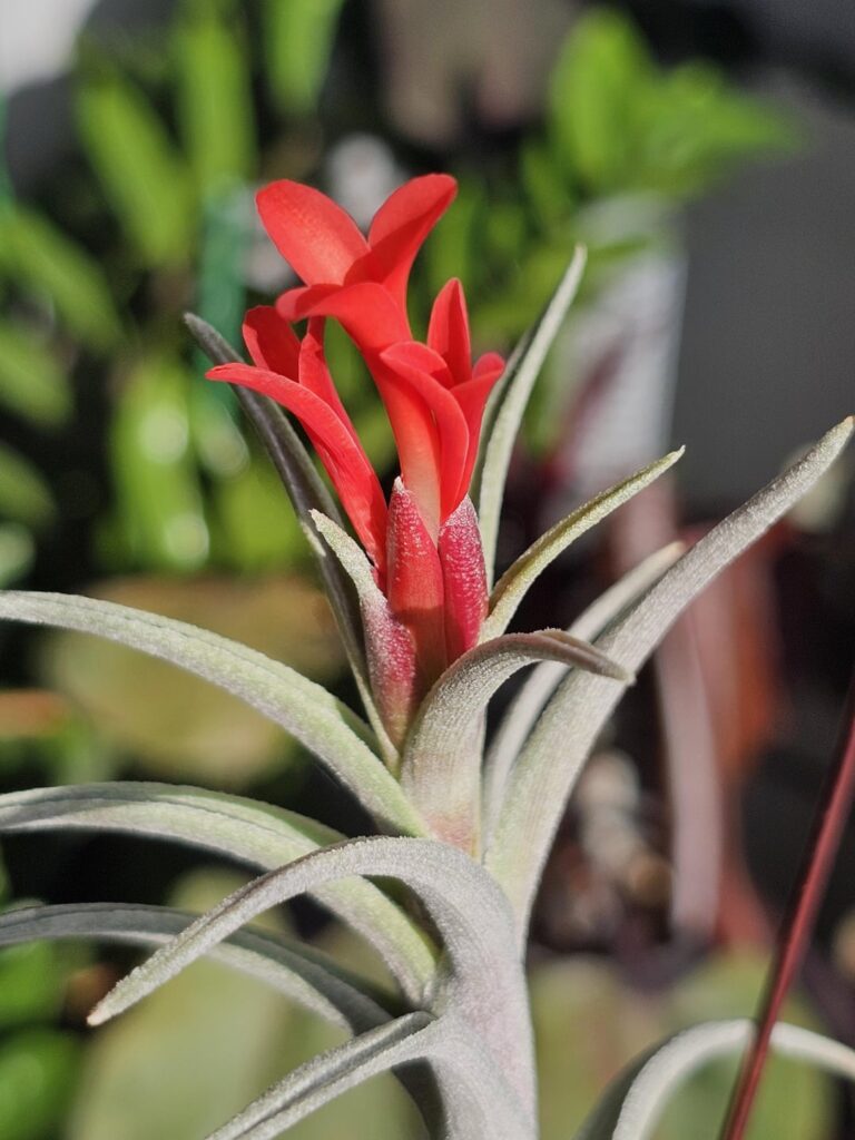 My Collection (Part 43): T. Margarite