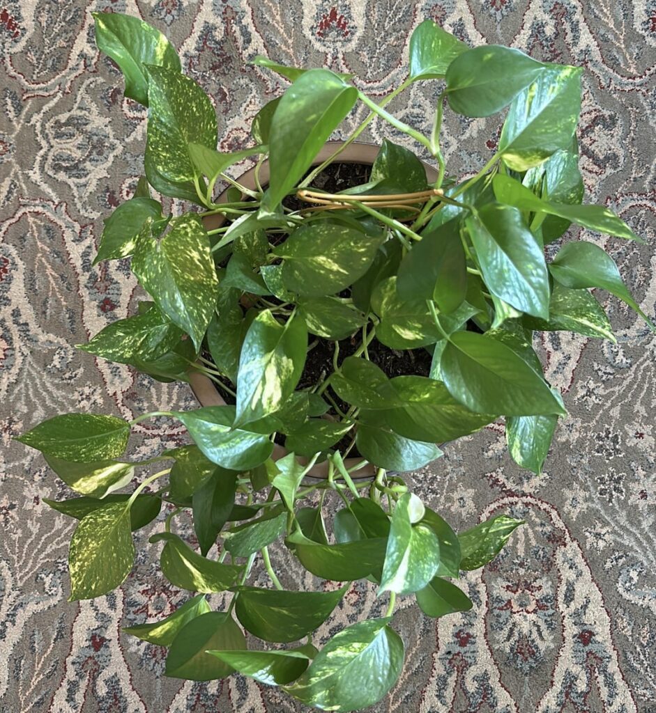 Growing my collection