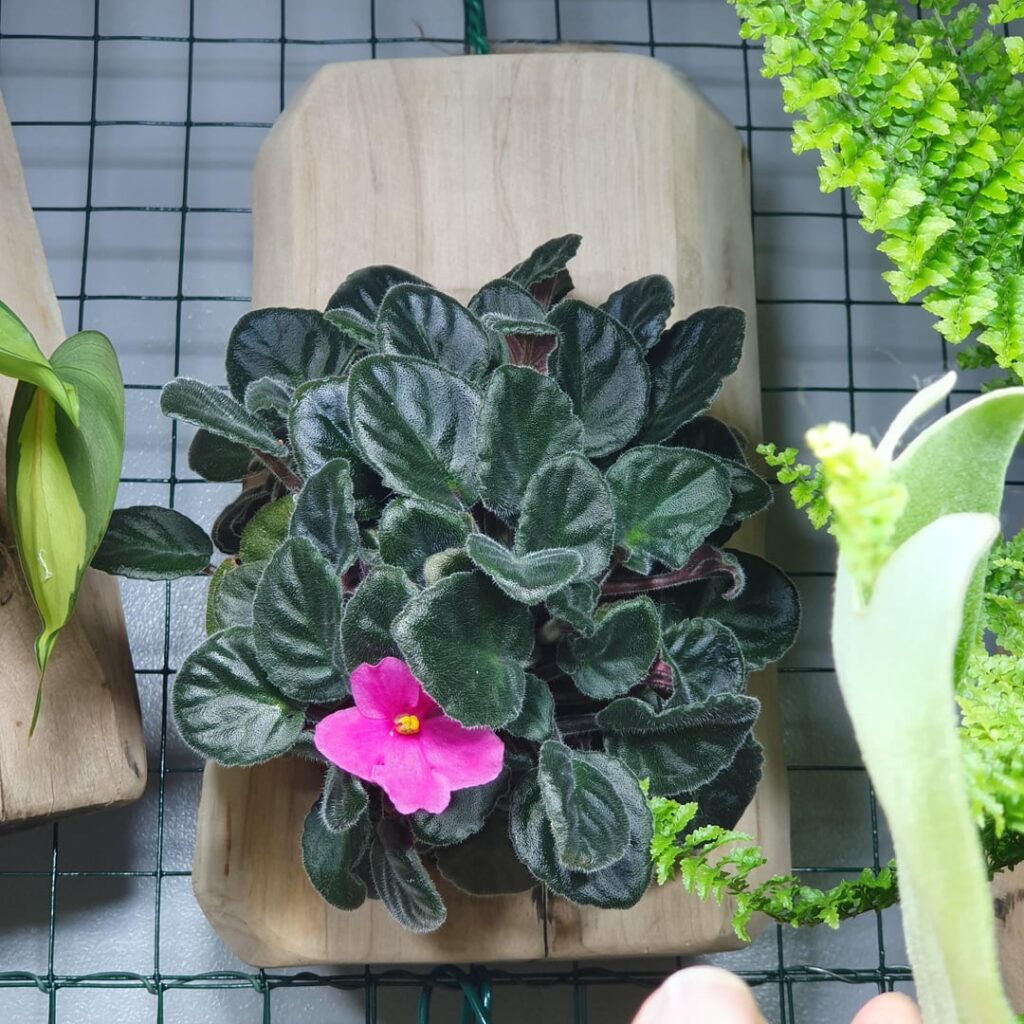 An unusual way of growing African Violets
