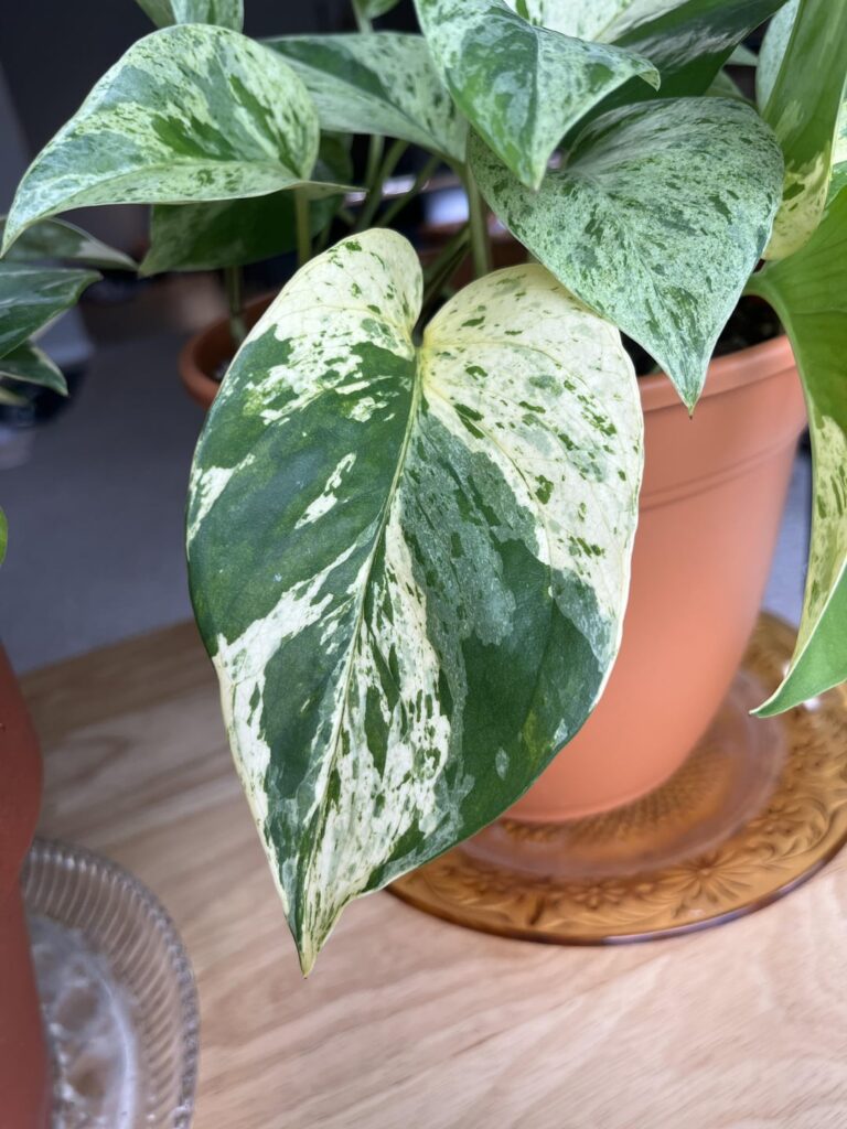 What kind of pothos is this? I grew it from a cutting in water and the leaves are so beautiful!