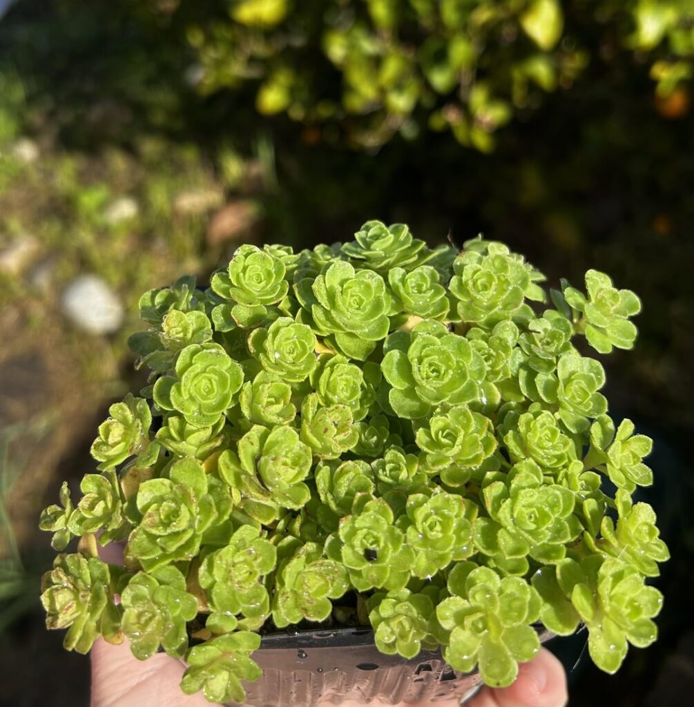 An absolutely micro aeonium hybrid I created in 2023 An absolutely micro aeonium hybrid I created in 2023