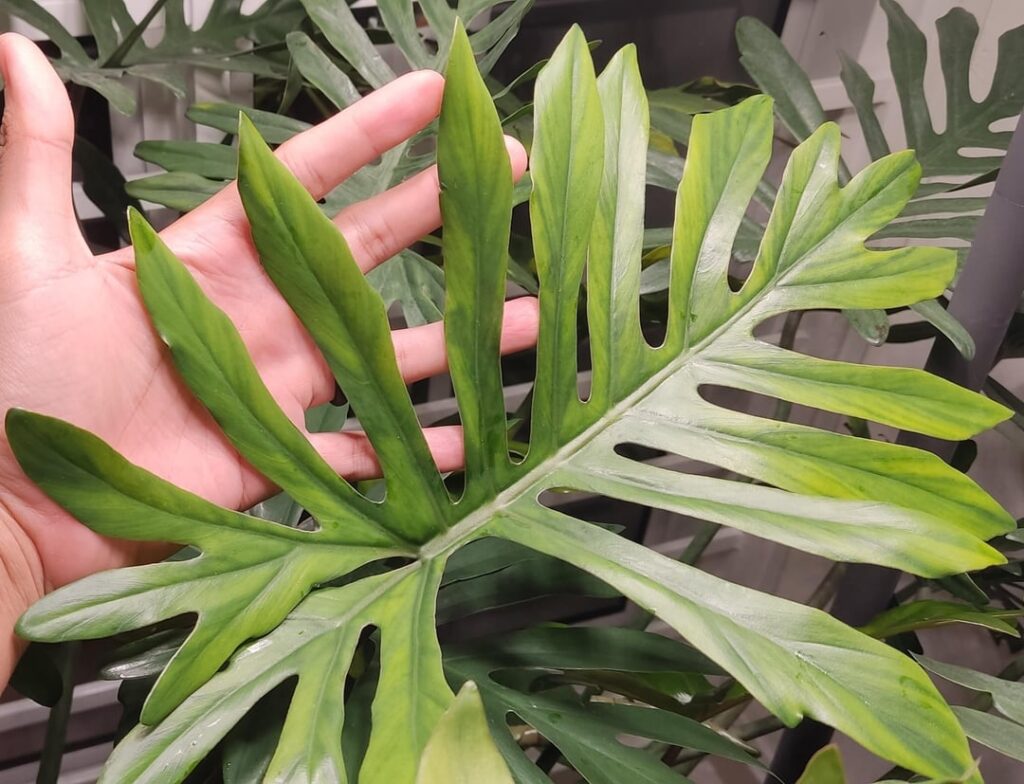 My philodendron mayoi newest leaf not turning green even after hardening. Has streaks of yellow. I feed it plenty and has a 60w grow light. What could be the issue?