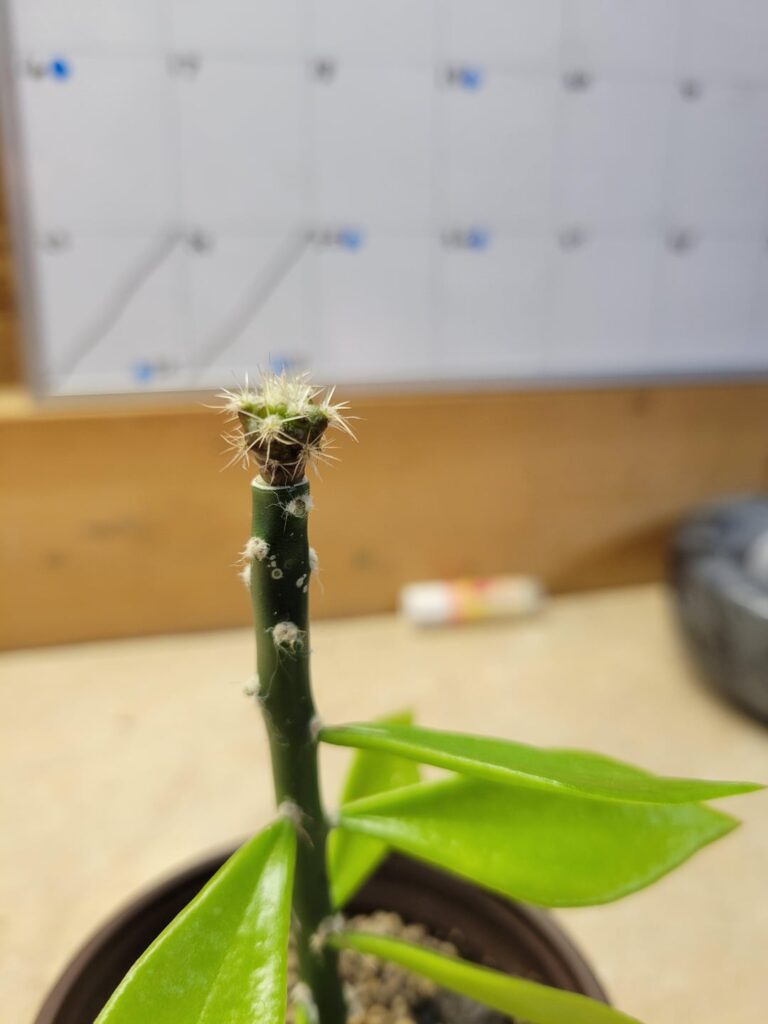 Taquimbalensis on pereskiopsis.
