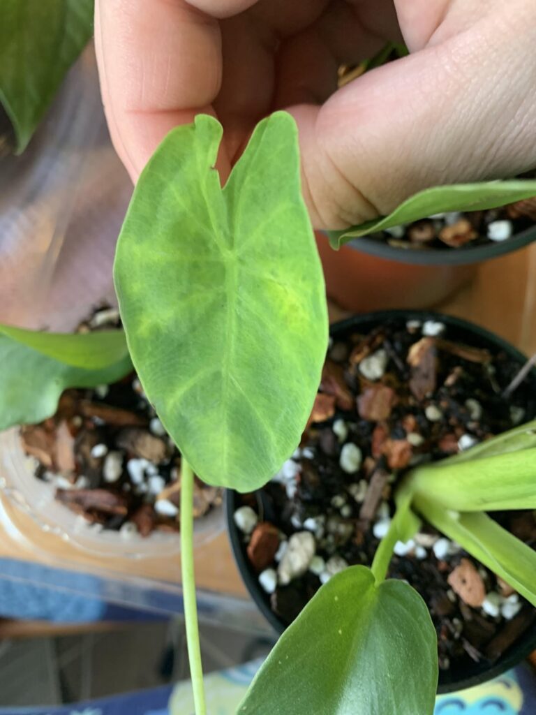 Help me ID 3 plants? (see comment for info)