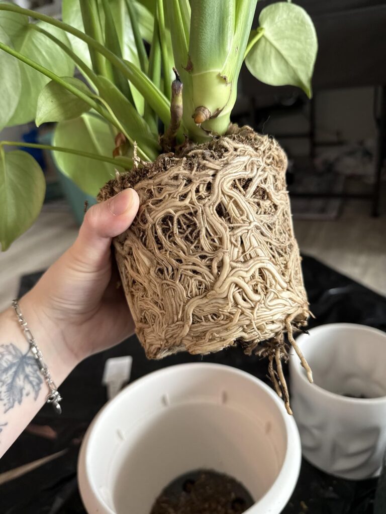 solid root ball…