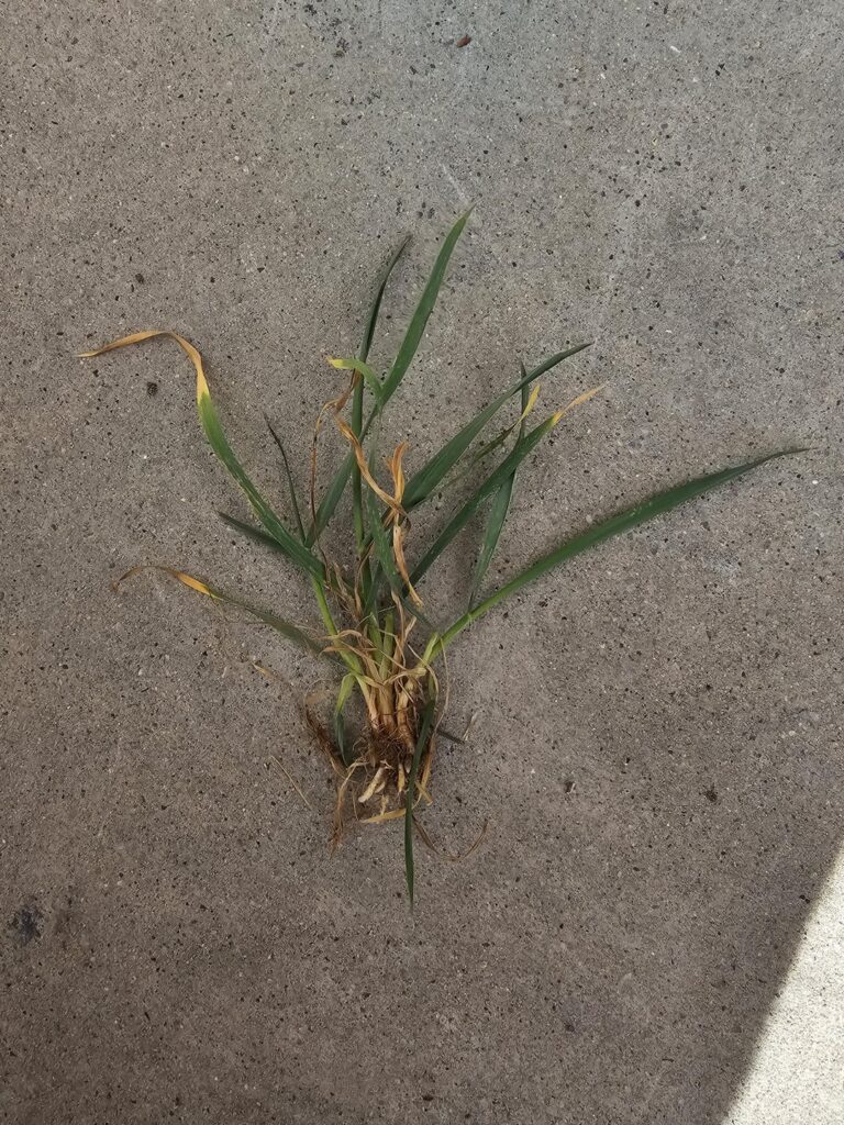 What is this stuff? (Repost w more pics)