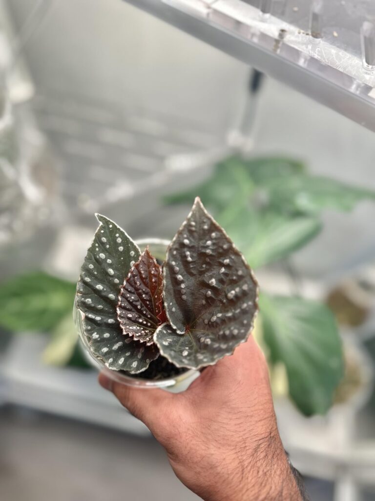 Help me ID my fav Begonia