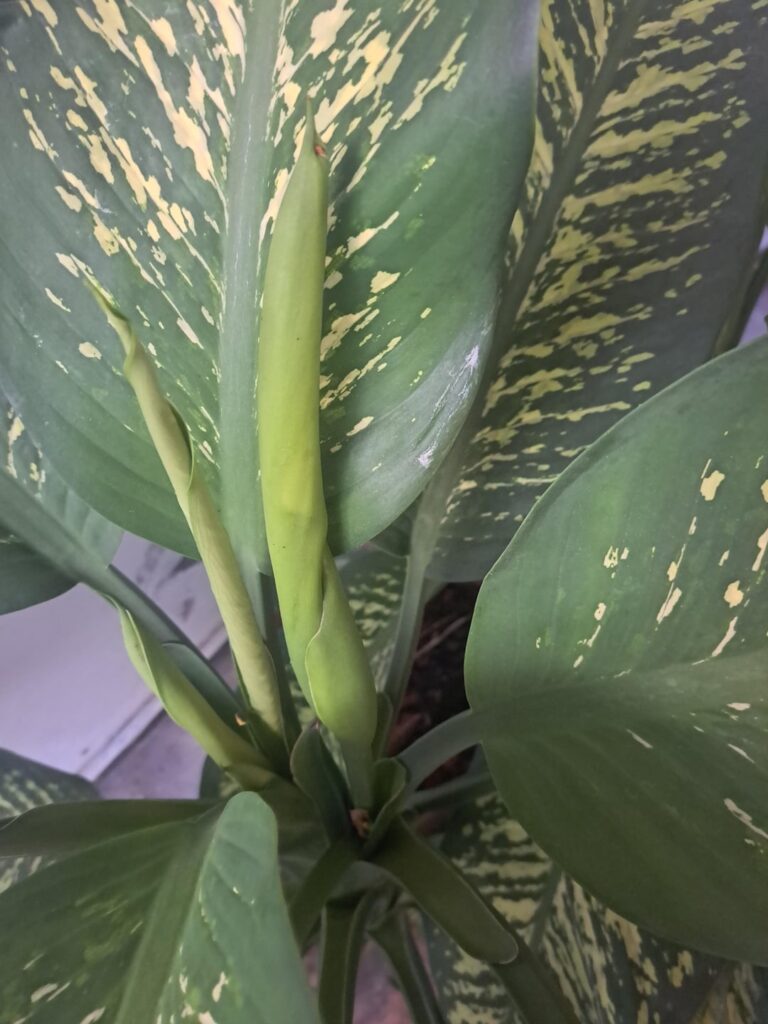 Dieffenbachia Flowertime Anybody now how long the flower need to open after growing.