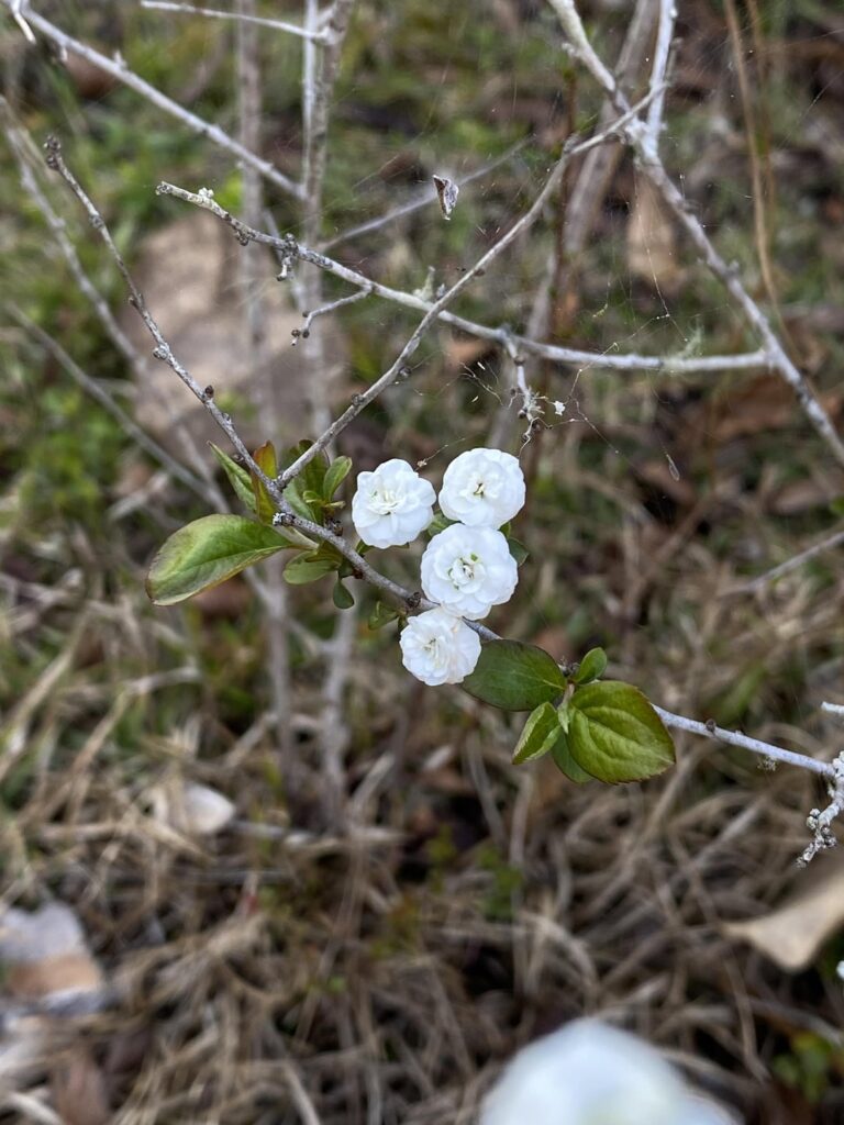 What is this plant with these tiny rose-like flowers? Bush is maybe 24in tall total, maybe 20yrs old give or take. Planted in SE Louisiana.