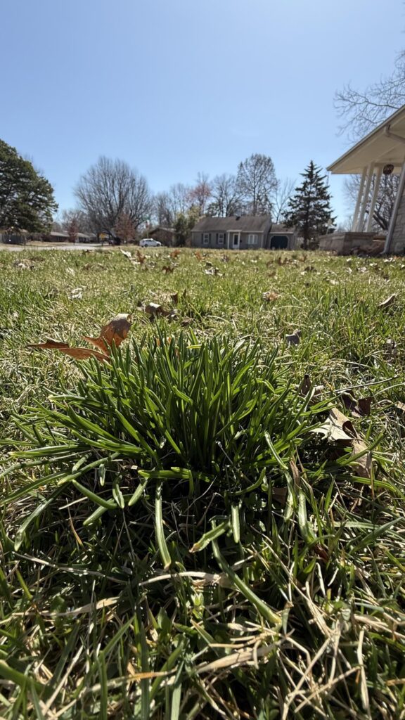 What is this sprouting across my yard? (Southern Illinois, march 9th)