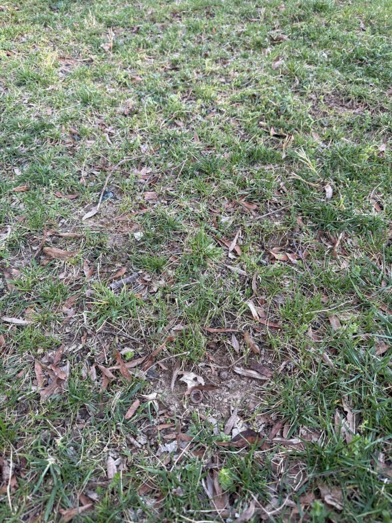 Lawn Struggles After Year One – Advice Needed Lawn Struggles After Year One - Advice Needed