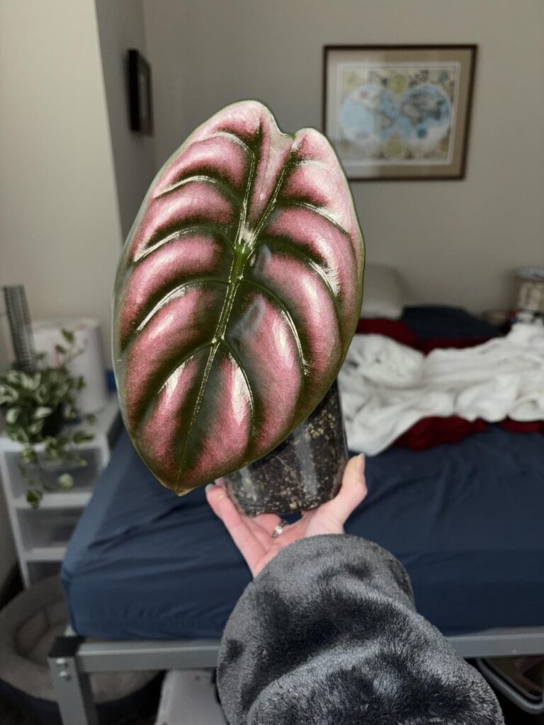 Alocasia Red secret?
