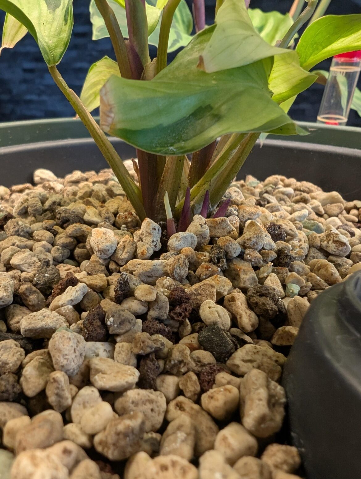 She handled the repot well