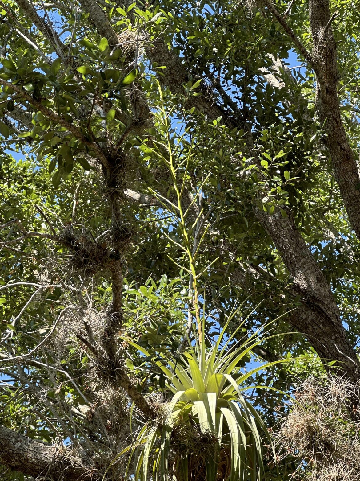 Tilandsia ultriculata