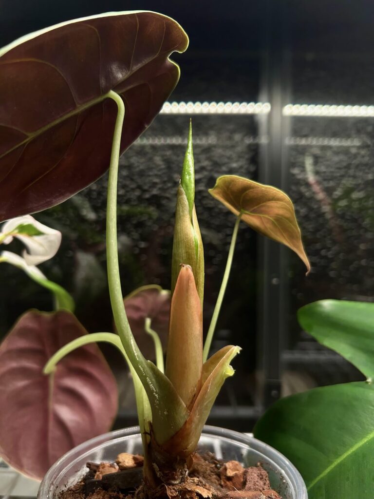Tell me this is a leaf and not a flower Tell me this is a leaf and not a flower