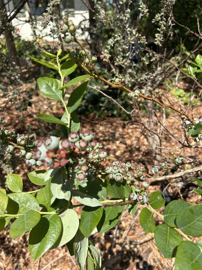 Is this a blueberry? (it’s under a tree)