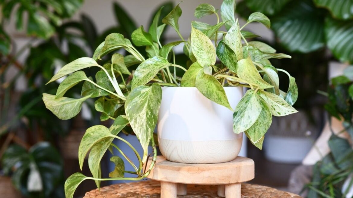 Found a great article on Pothos