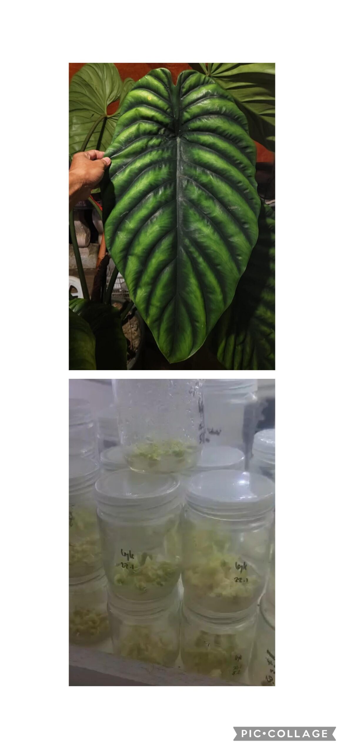 Beautiful Alocasia from the Philippines and it's cloning progress