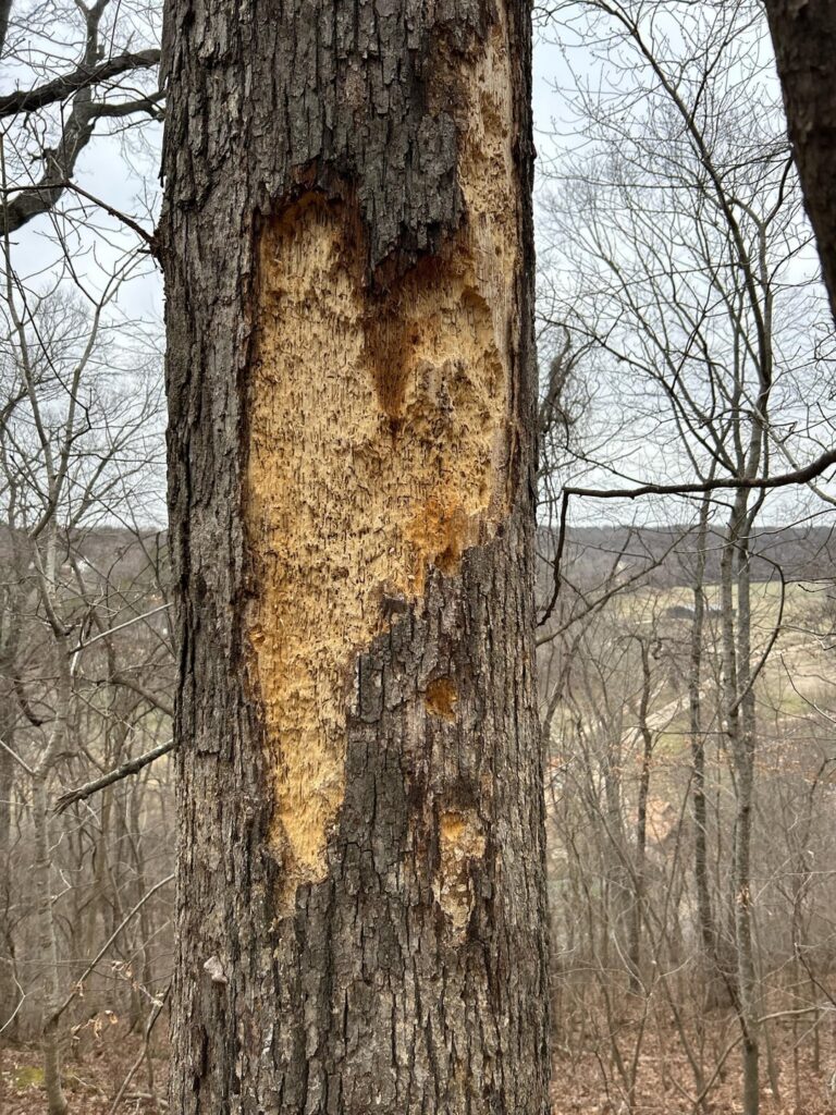 What is wrong with my tree?