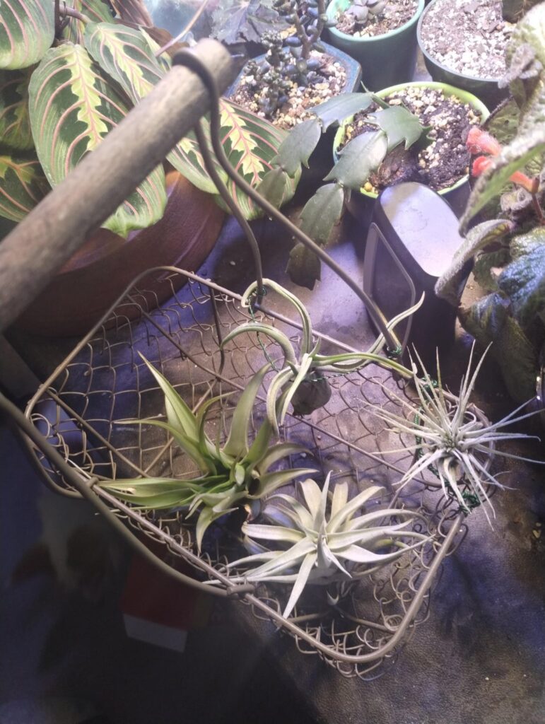 Basket o' plants