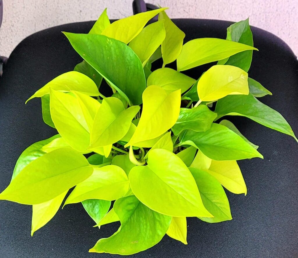 What is going on with my neon? Is he reverting? He gets plenty of light.