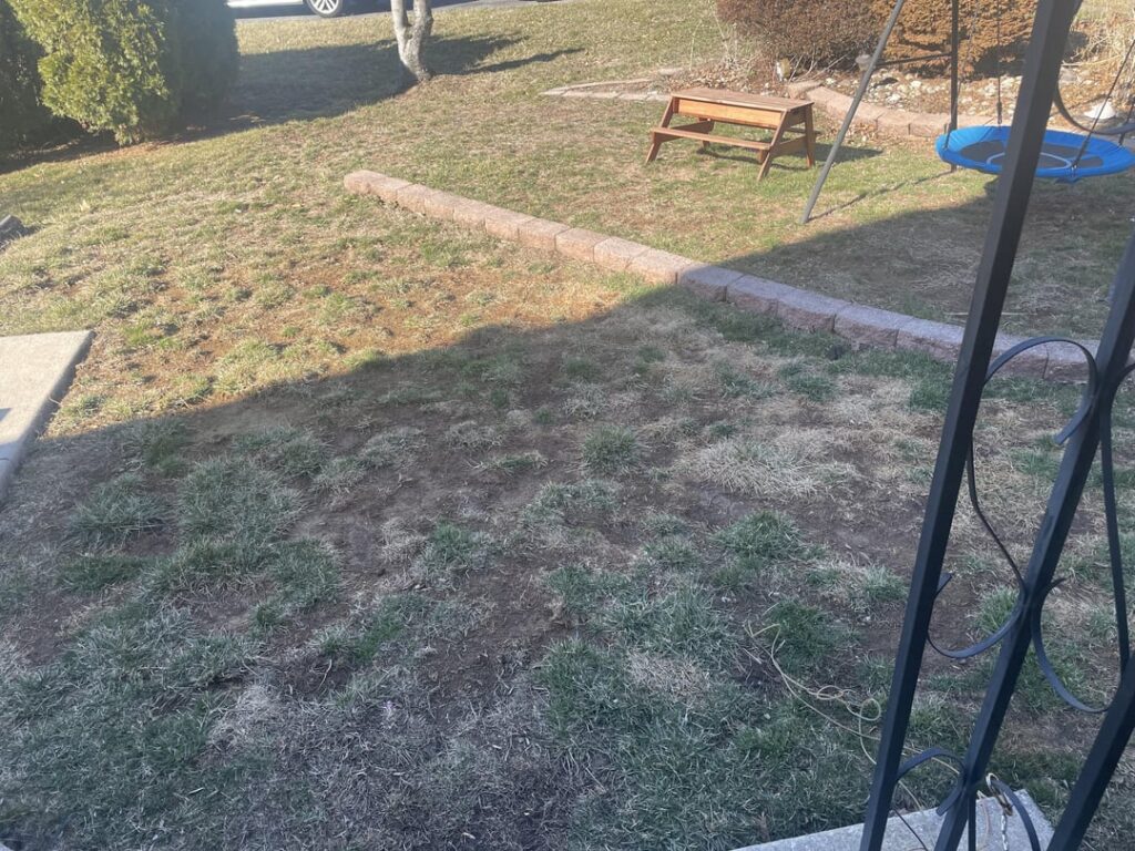 Suggestions whether to prioritize weed prevention or seeding Suggestions whether to prioritize weed prevention or seeding