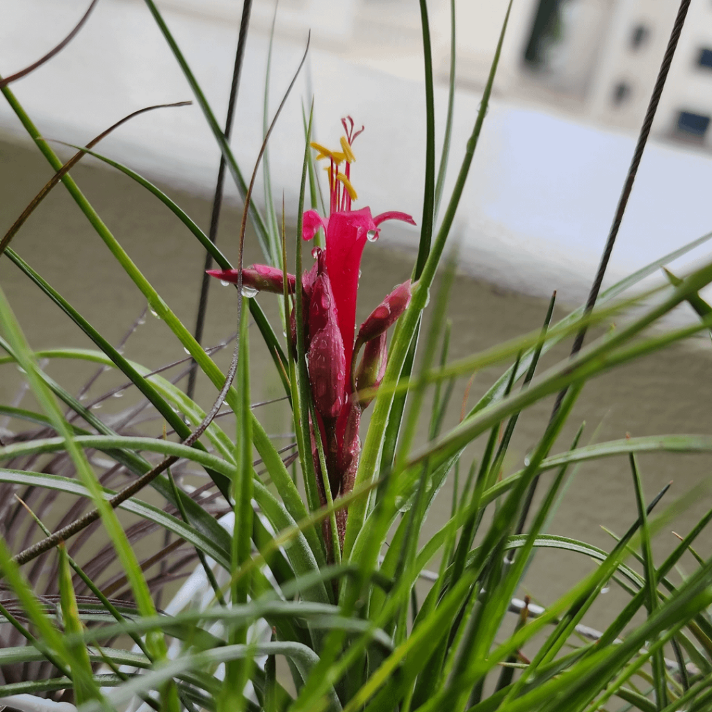 Sunday morning bloom. Hope I can find another blooming plant to cross it with!