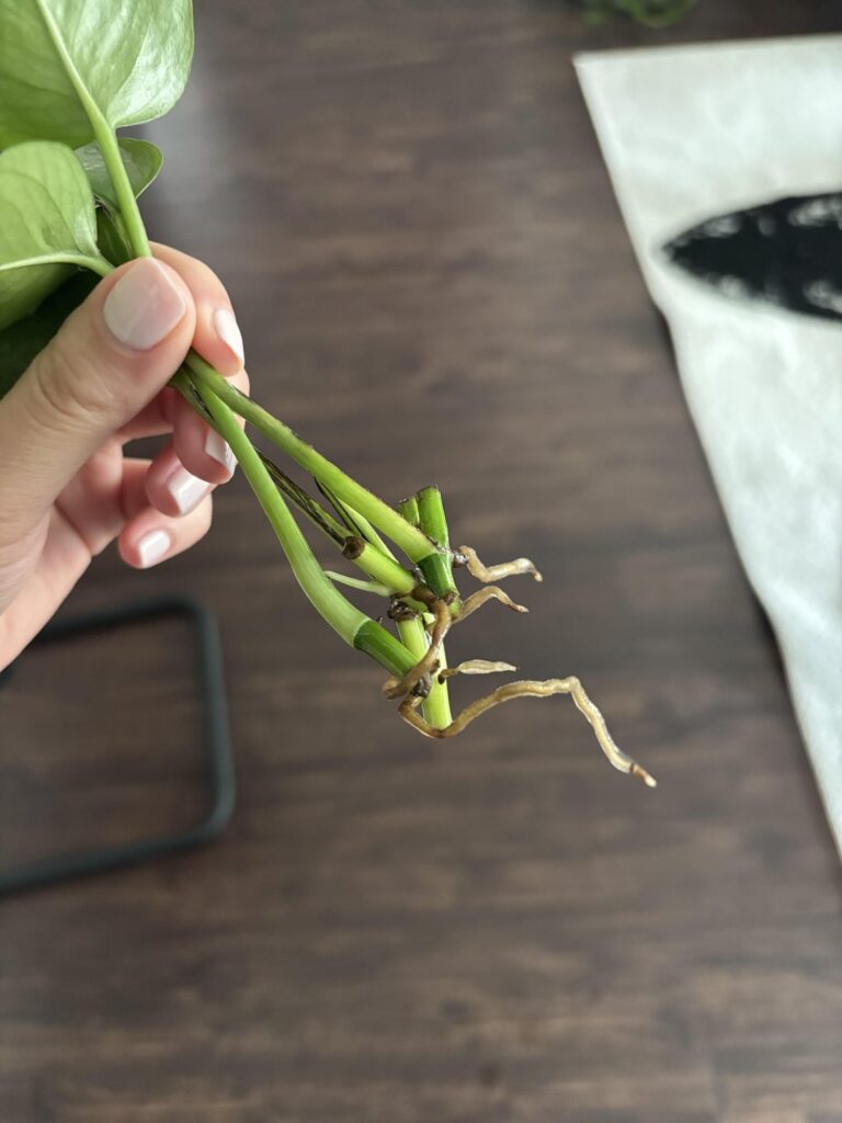 Ready to plant?
