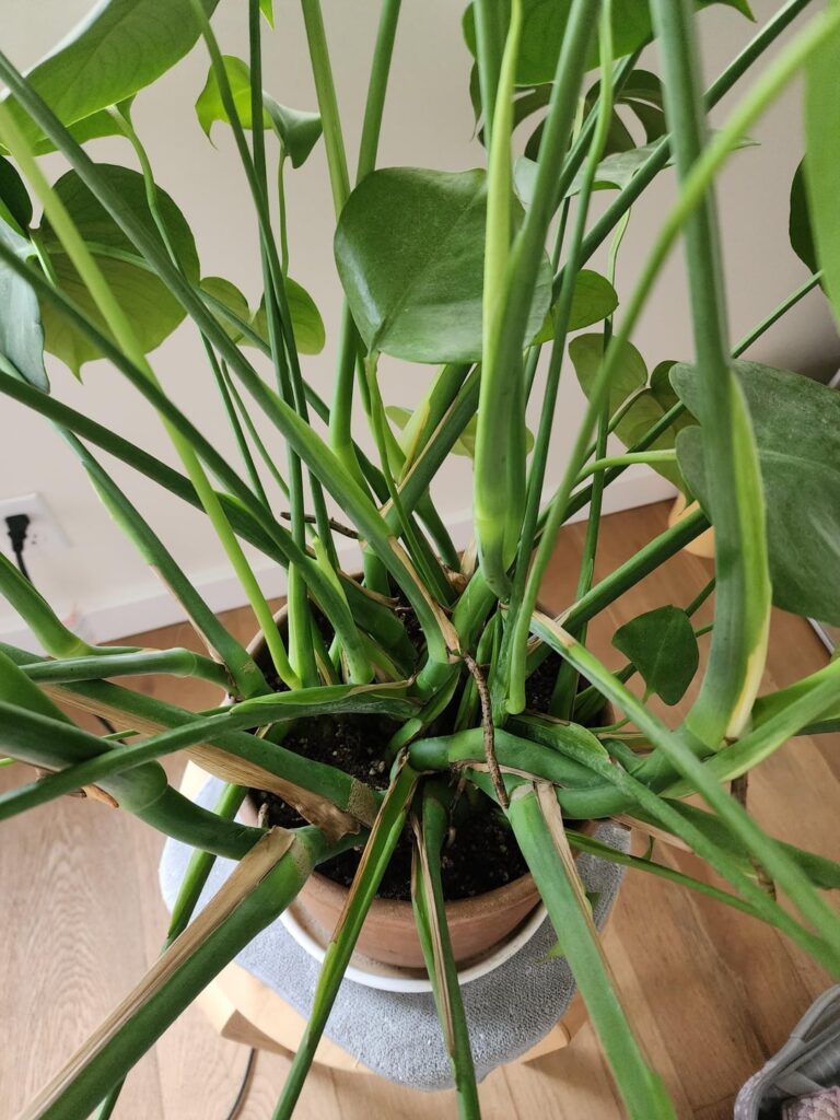 Please help to settle this argument: split into two pots or not? Please help to settle this argument: split into two pots or not?
