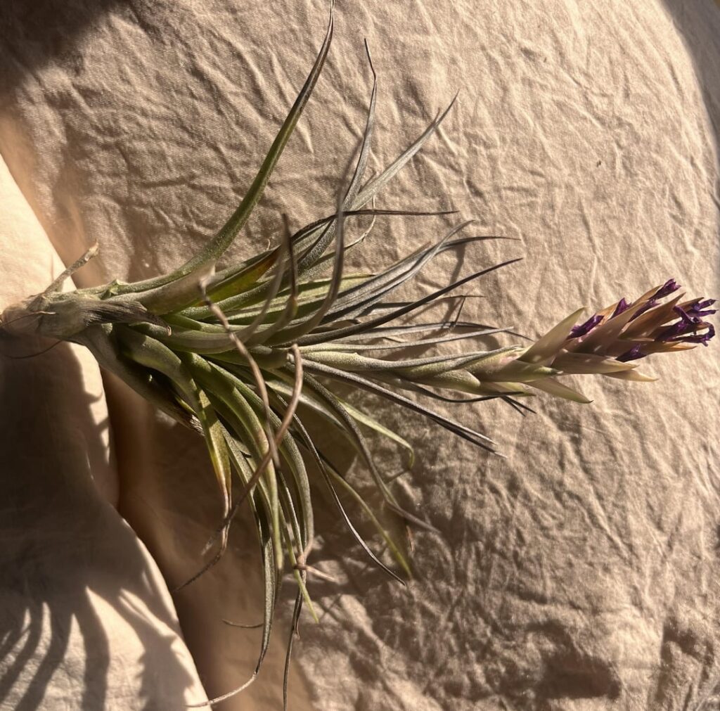 What type is this also how is it looking? Any suggestions?