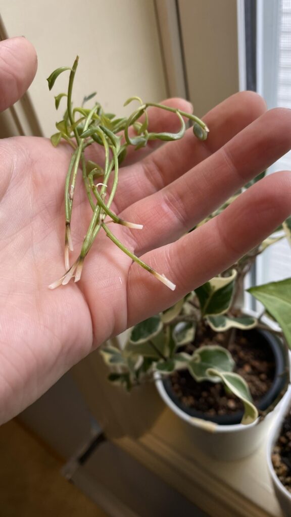 What’s going on with my string of dolphins prop?