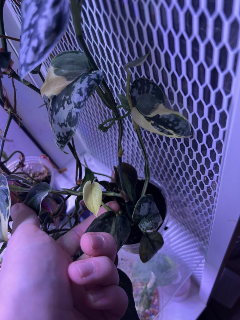 My s. Mayari is throwing this basically all white leaf, should I leave it be?