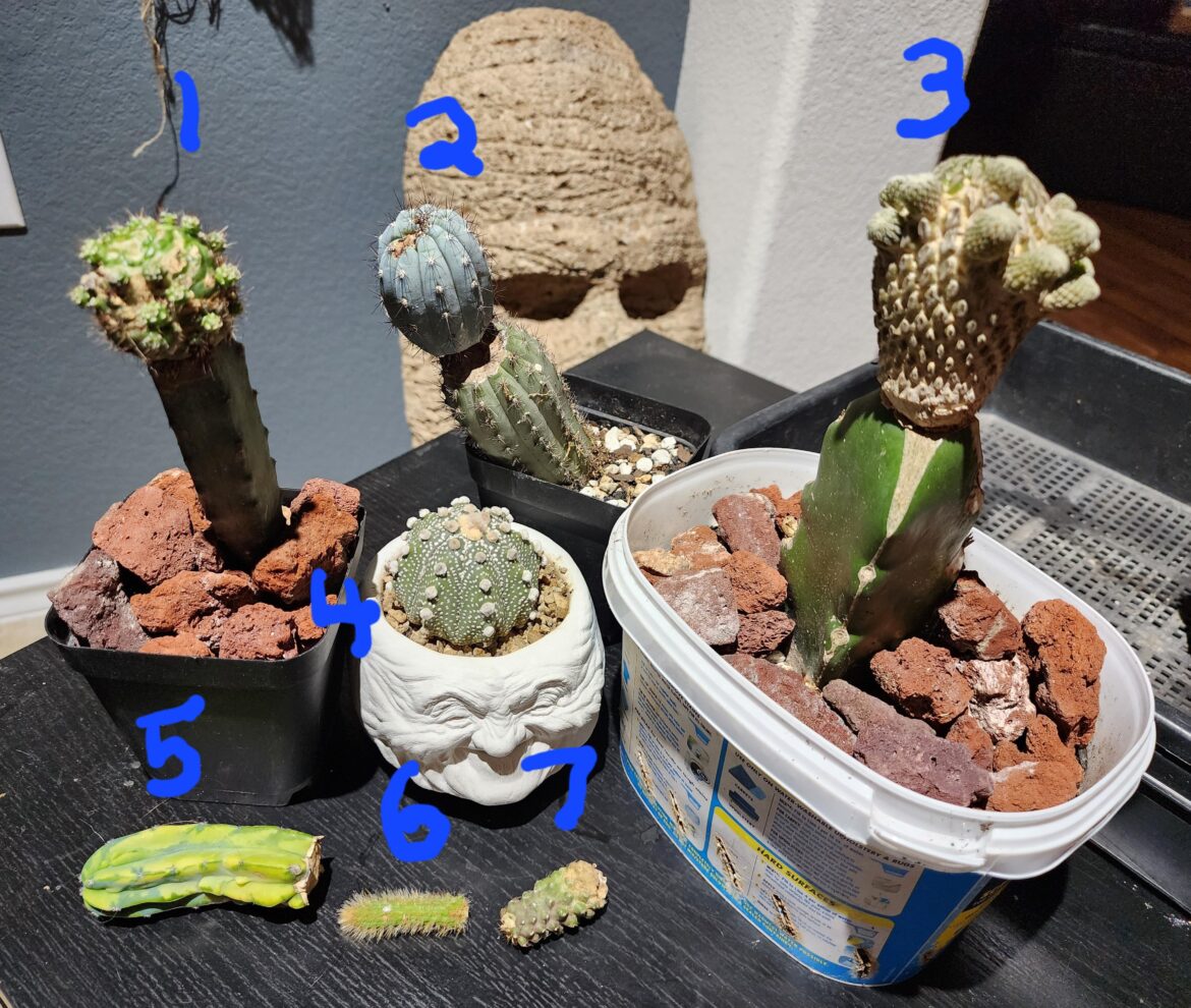 Cactus grafting compatibility