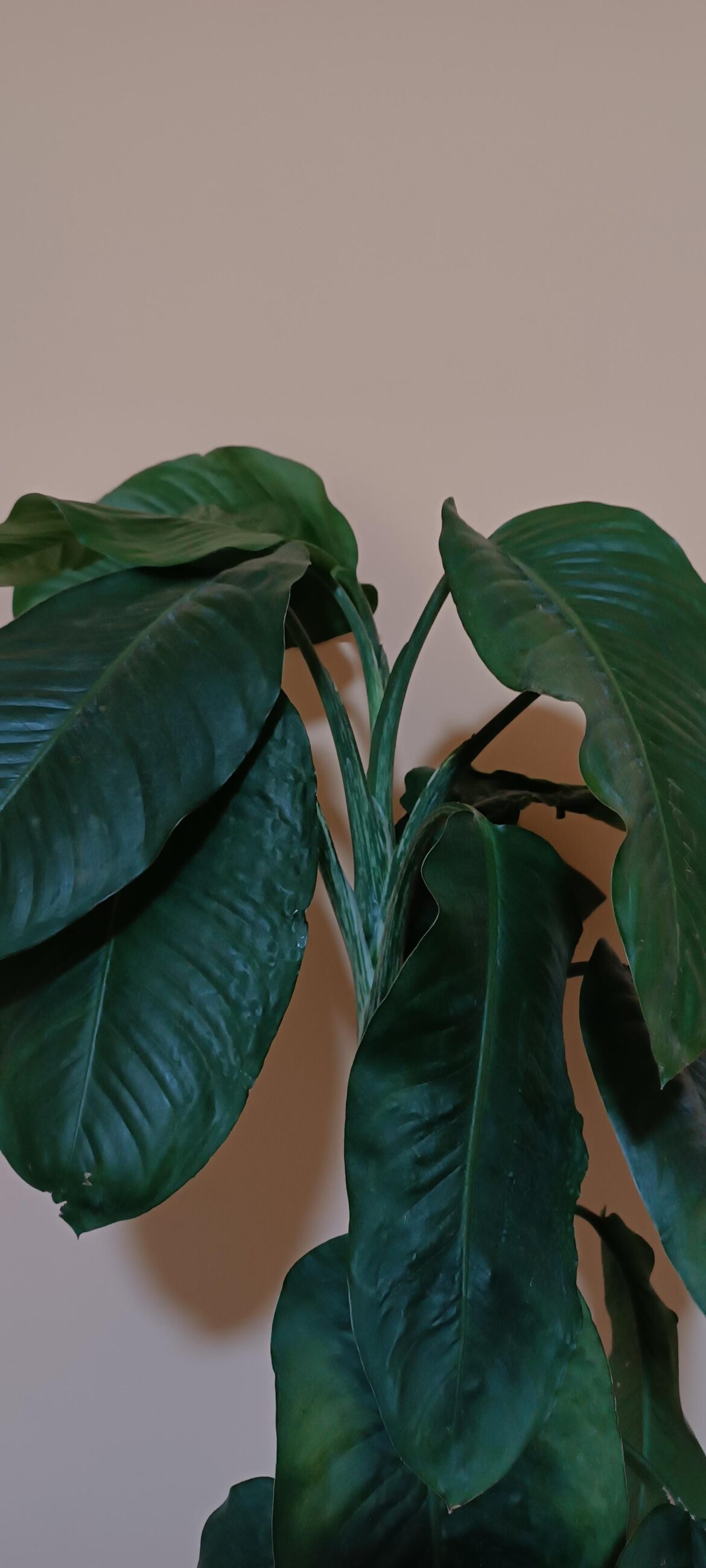Anyone know whats this huge cutting i got?