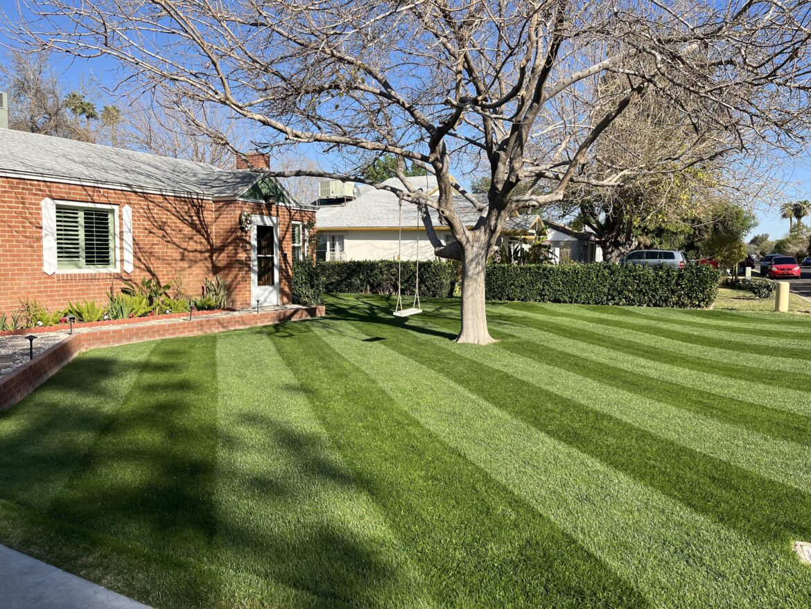 My winter rye