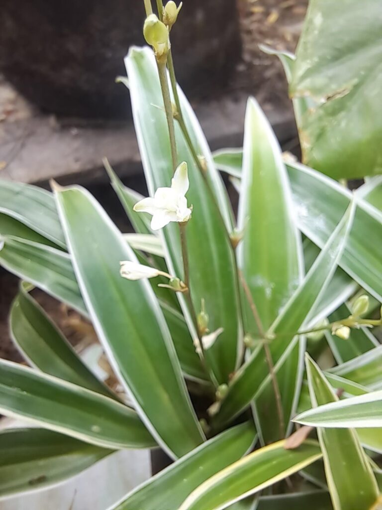 S.E.A. little plant similar the Spiderplant but different