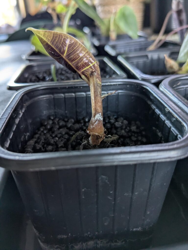 What is this?