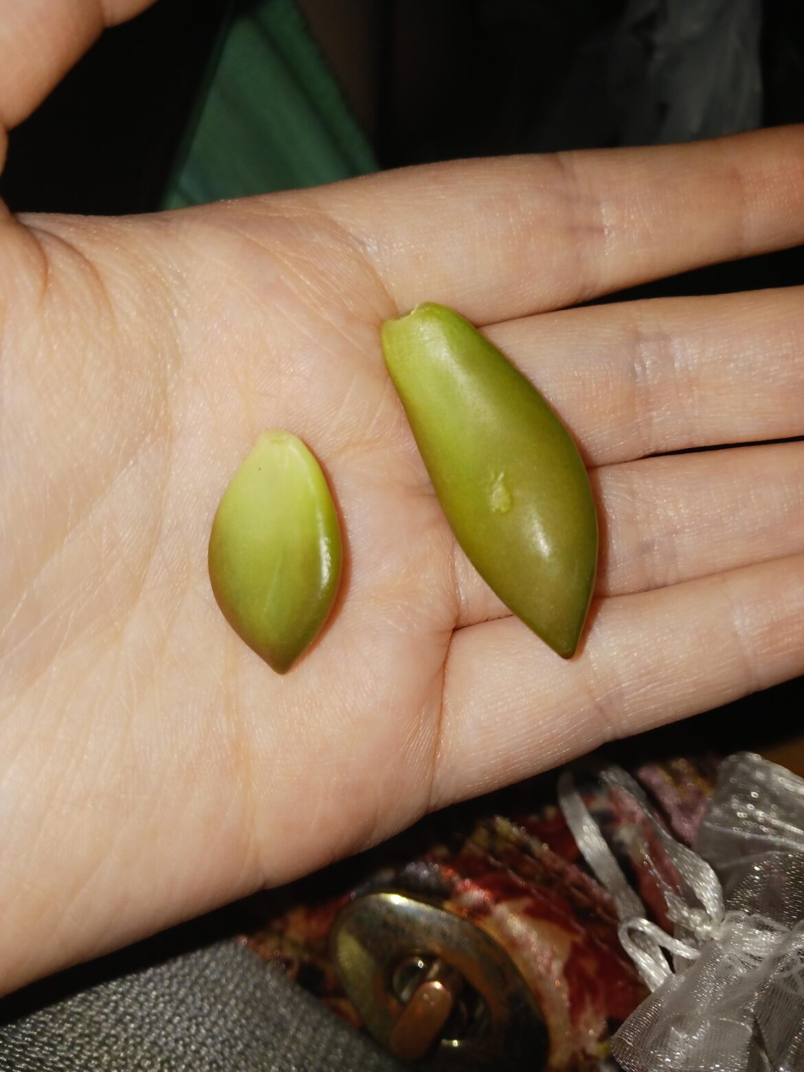 First time proplifting from walmart🤩