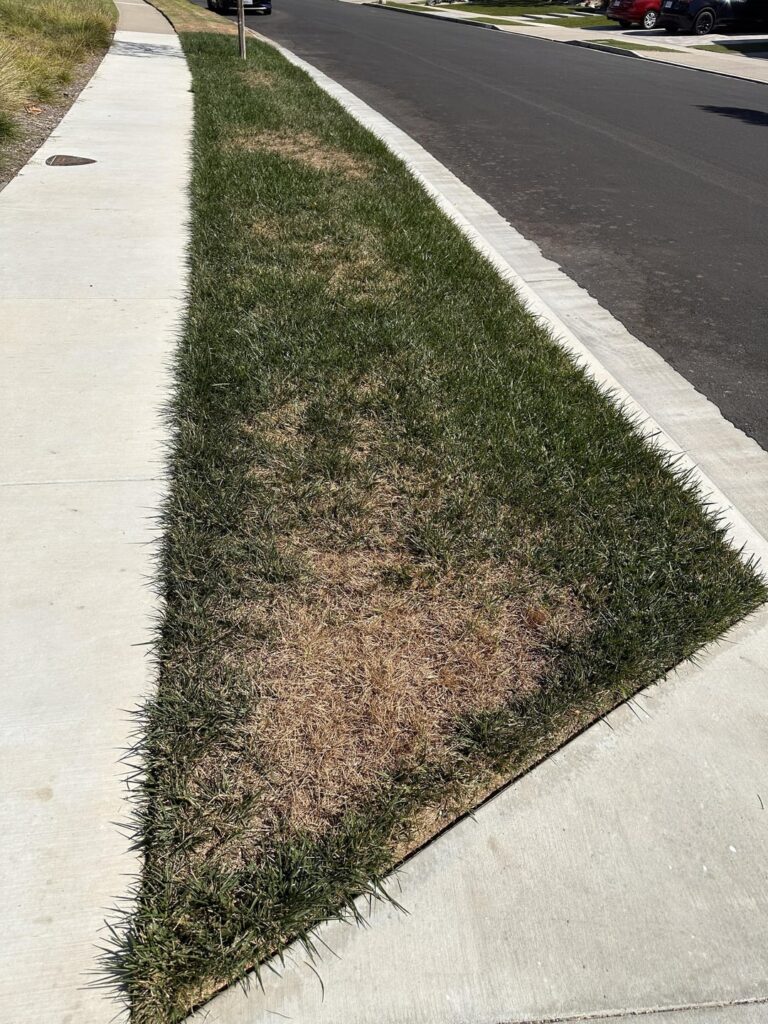 Lawn was struggling last summer