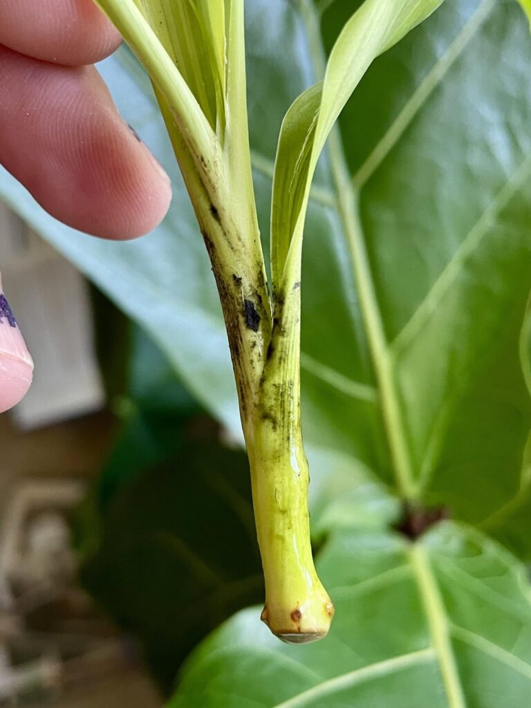 Why does this prop keep growing black stuff?
