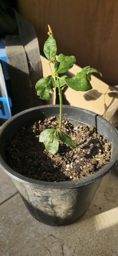 I'm attempting to propagate a rose stem trimming. Any advice?