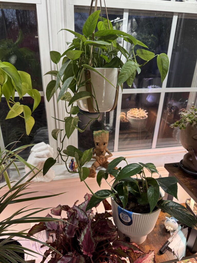 My Cebu Blue and Albo are holding hands