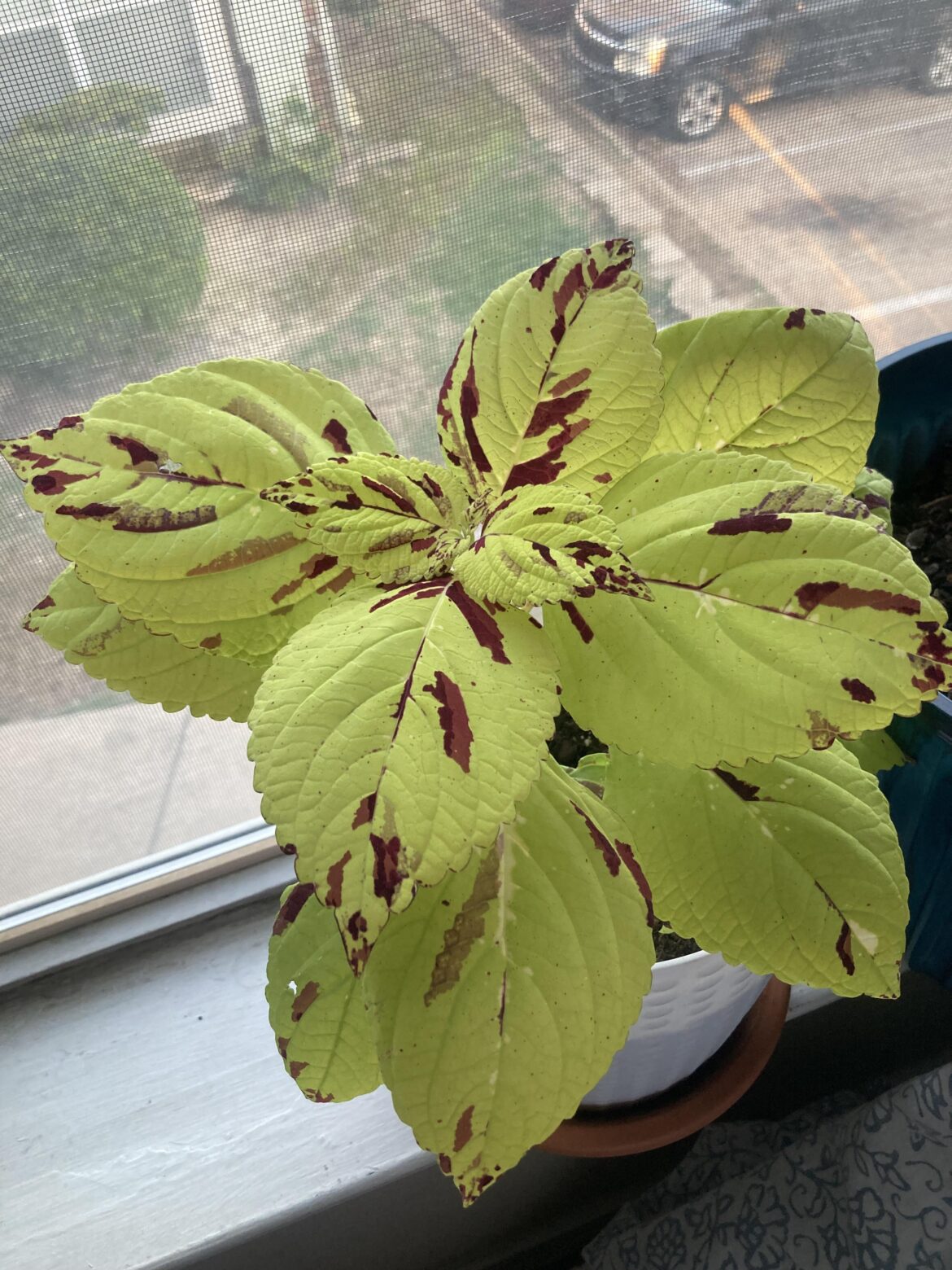 Found this near dumpster 3mo ago Found this near dumpster 3mo ago